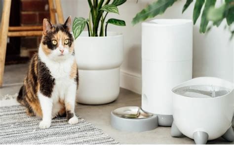 Automatic Cat Feeders: Fire Hazards VS Convenience in 2025