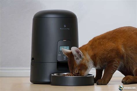 Automatic Cat Feeders for Senior Cats: 2025's Best Models