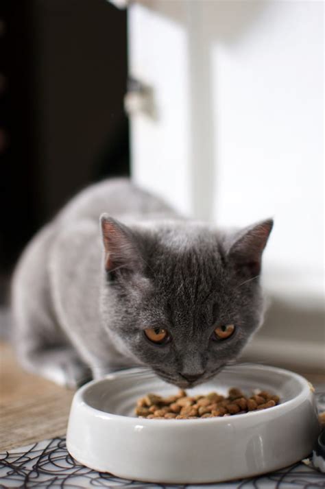 Automatic Cat Feeders for Seniors: A Helping Paw in 2025