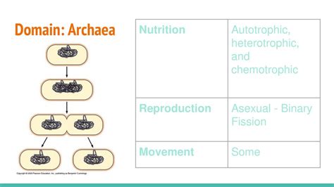 Autotrophic Archaea