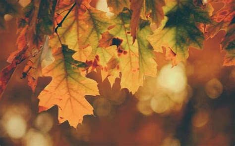 Autumn's Embrace: A Comprehensive Guide to Fall Delights