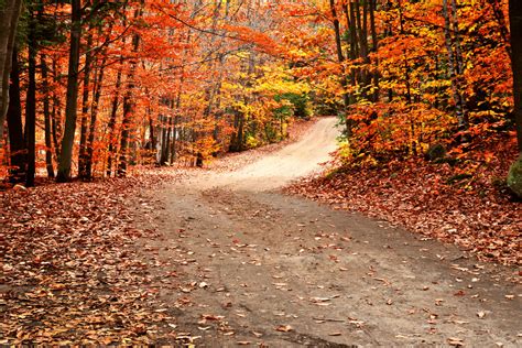 Autumn's Tapestry of Hues: A Comprehensive Guide to the Colorful Fall Foliage