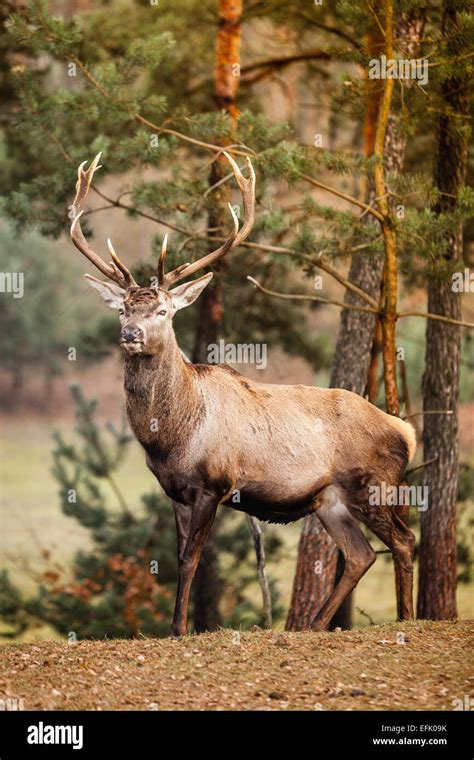 Autumn Hart: Unveiling the Allure and Significance of Fall's Red Stag