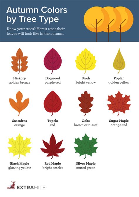 AutumnRayn: A Comprehensive Guide to the Season of Falling Leaves