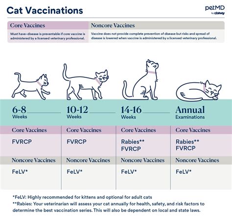 Average Cost of Feline Vaccinations