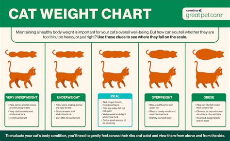 Average Weight House Cat: 8 Fascinating Facts You Need to Know