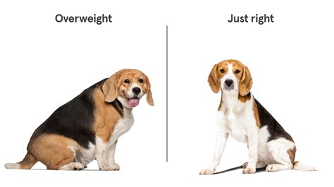 Average Weight for a Beagle Dog