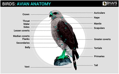 Avian Anatomy and Abilities