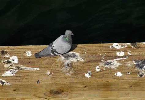 Avian Aspirations: The Curious Case of Pigeon's Puppy Cravings