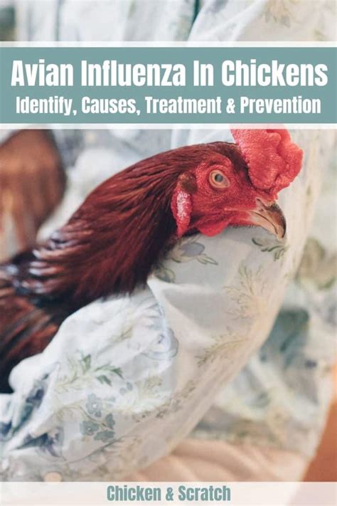 Avian Flu Symptoms in Chickens: Everything You Need to Know