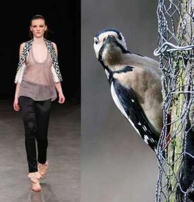 Avian Inspiration: Uniting Fashion and Nature