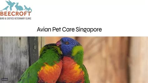 Avian Vet Singapore