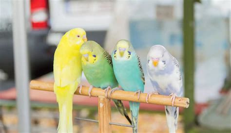 Avian Vet Singapore: 10,000+ Reasons to Keep Your Feathered Friends Healthy