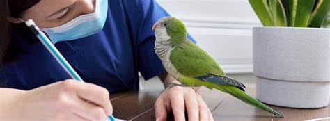 Avian Vet Singapore: 5 Best Surgeons to Soothe Your Feathered Friend's Pain