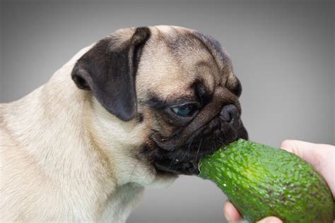 Avocados and Dogs: A Comprehensive Guide for Responsible Pet Ownership