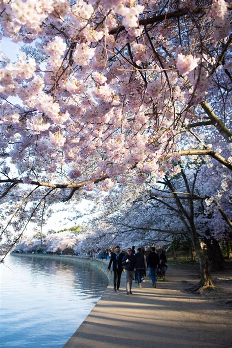 Avoid visiting during peak bloom season: