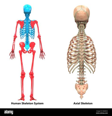 Axial Skeleton: