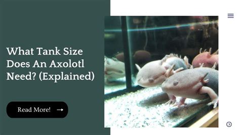 Axolotl Sizing and Space Needs