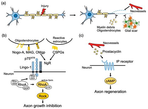 Axonal Regeneration in the Mammalian Central Nervous System A Critique of Hypotheses Doc