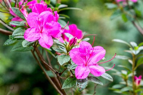 Azalea中文: The Essential Guide to the Beautiful Flowering Shrub