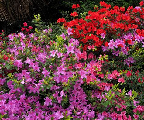 Azalea Fertilizer 101: A Comprehensive Guide