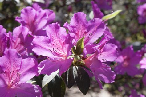 Azalea Fertilizing: A Comprehensive Guide to Nourishing Your Flowering Beauties