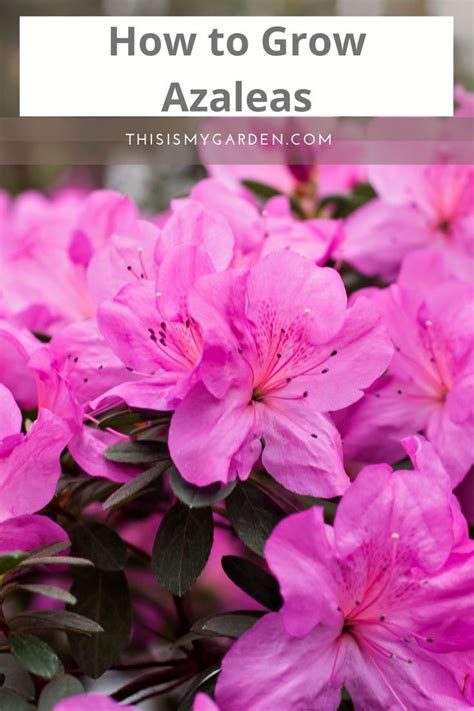 Azalea Fertilizing in 7 Easy Steps