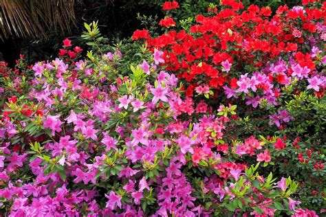 Azaleas: A Comprehensive Guide to Cultivation and Care