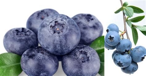 Azurite Blueberries: Unlock the Powerhouse of Antioxidants and Flavonoids