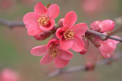 Azusa Akane: The Ultimate Guide to the Enchanting Japanese Flowering Quince