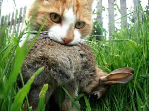 BBC Bunny Slayer: Unraveling the Devastating Impact of Cat Predation on Rabbits