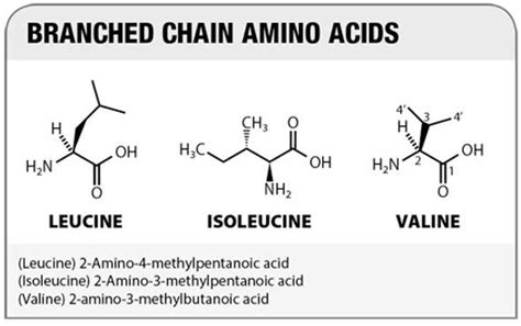 BCA Edu SG: The Essential Guide to Branched-Chain Amino Acids (BCAAs)