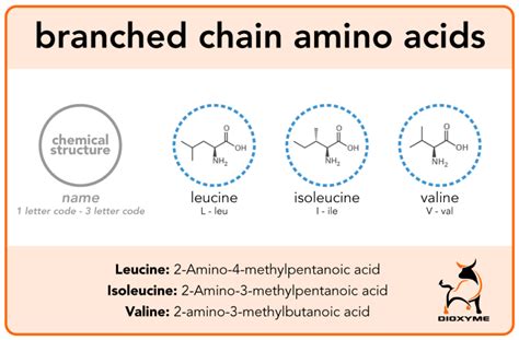 BCAAs (Branched-Chain Amino Acids): The Essential Guide for BCAAs in Singapore