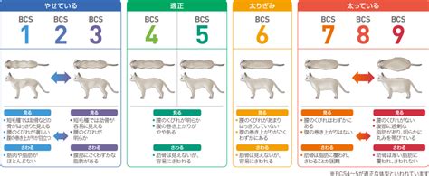 BCS 9段階