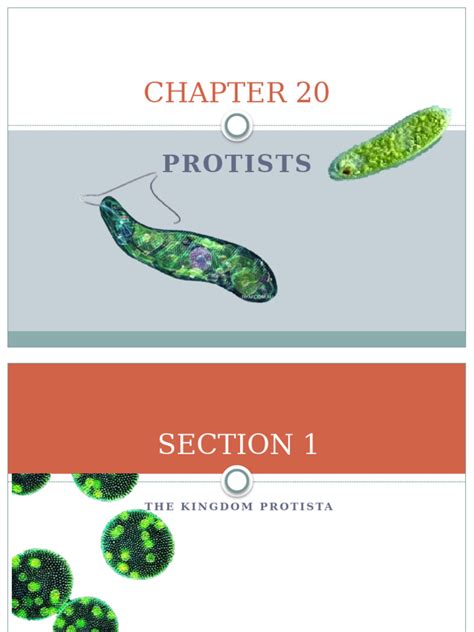 BIOLOGY CHAPTER 20 PROTISTS ANSWER KEY Ebook Epub