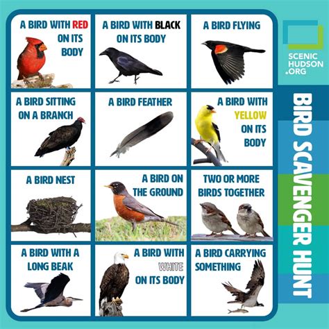 BIRD SCAVENGER HUNT ACTIVITY SUPER TEACHER WORKSHEETS Ebook PDF