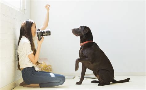 BaDogPhoto: Your Guide to Perfect Pet Photography