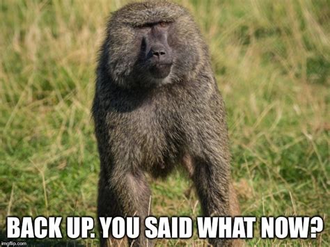 Baboon Meme Makes a Wild Impact