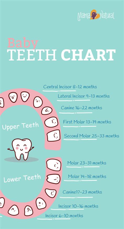 Baby Teeth Chart