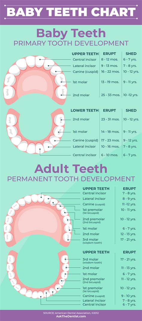 Baby Teeth Fall Out Chart