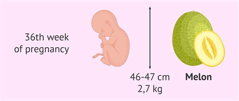 Baby Weight at 36 Weeks Pregnant: Your Baby's Growth Journey Unveiled