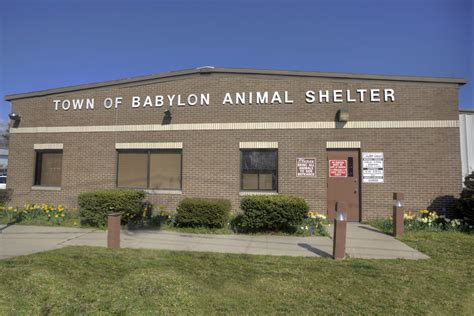 Babylon Animal Shelter NY: A Haven for Homeless Animals