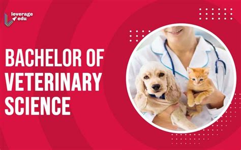 Bachelor of Veterinary Medicine (BVSc)