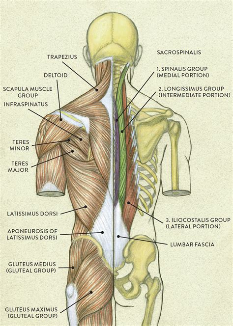 Back Anatomy Chart