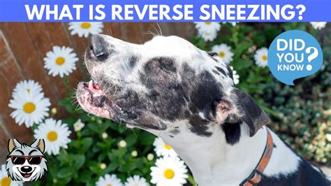 Backwards Sneezing: A Comprehensive Guide to Understanding, Treating, and Preventing