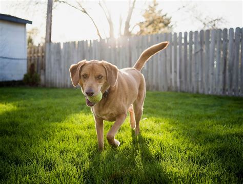 Backyard Dog Epub