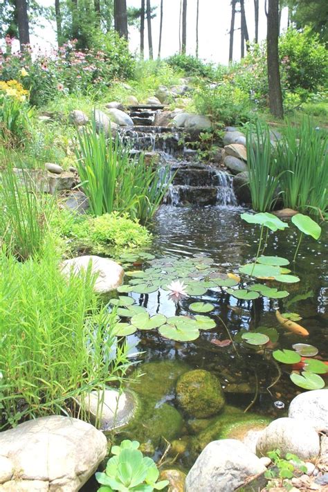 Backyard Ponds for Dummies About Pond Building Doc