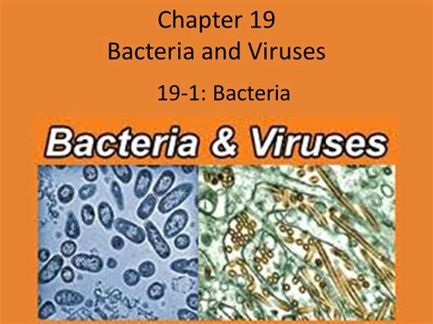 Bacteria And Viruses Section Review Answer Key Epub