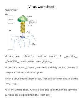 Bacteria And Viruses Vocabulary Review Answer Key Reader