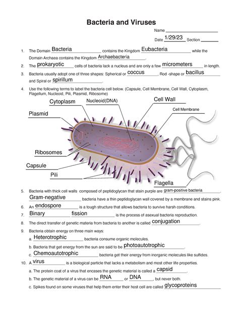 Bacteria And Viruses Workbook Vocabulary Review Answers Doc